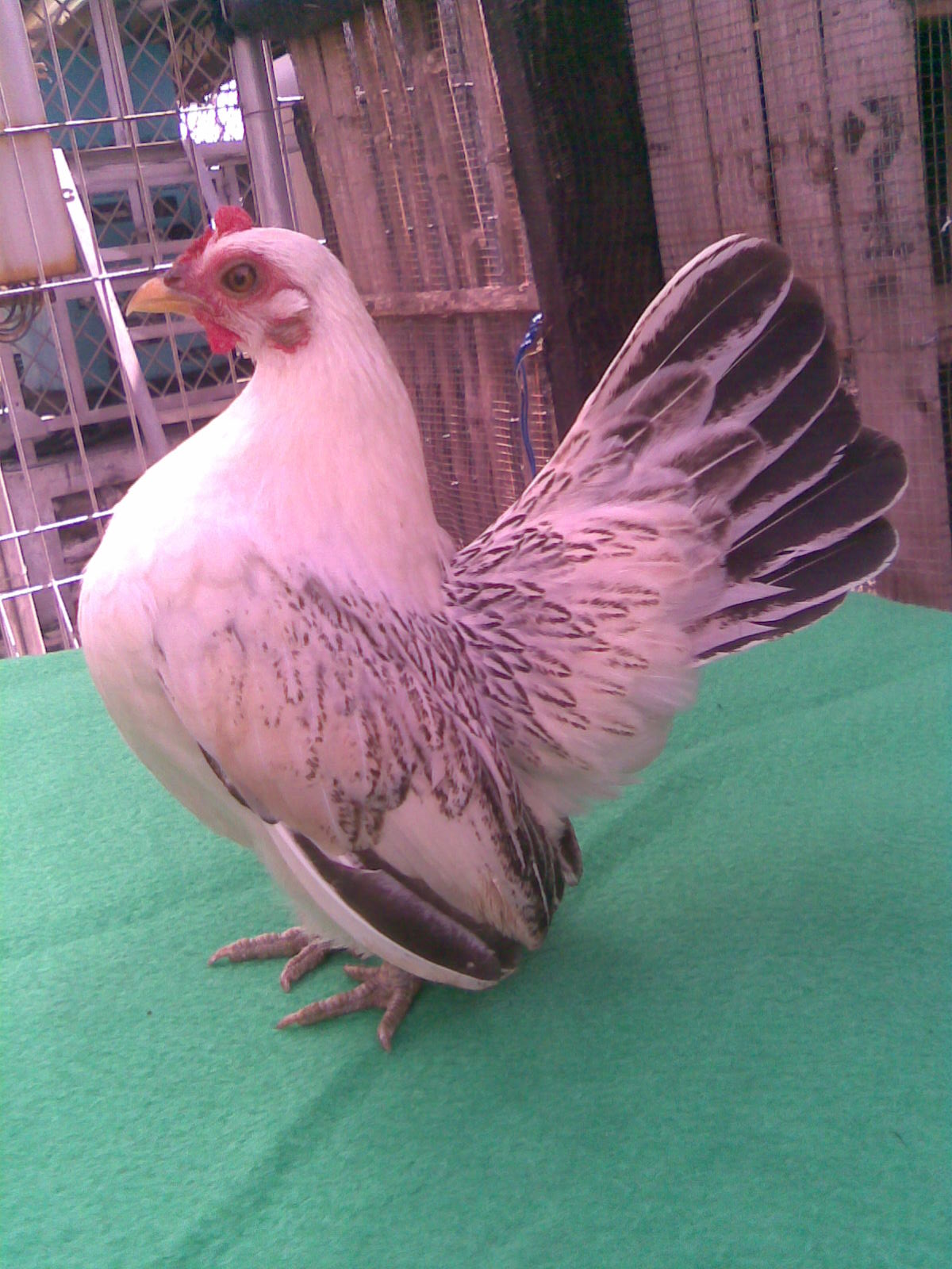 Klangenan: Merawat Ayam Serama