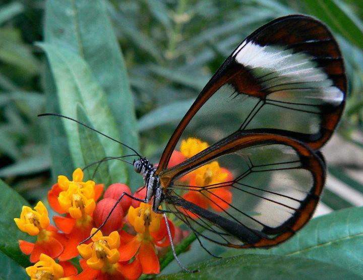 My amazing world: Nature's beauty the Glass winged butterfly