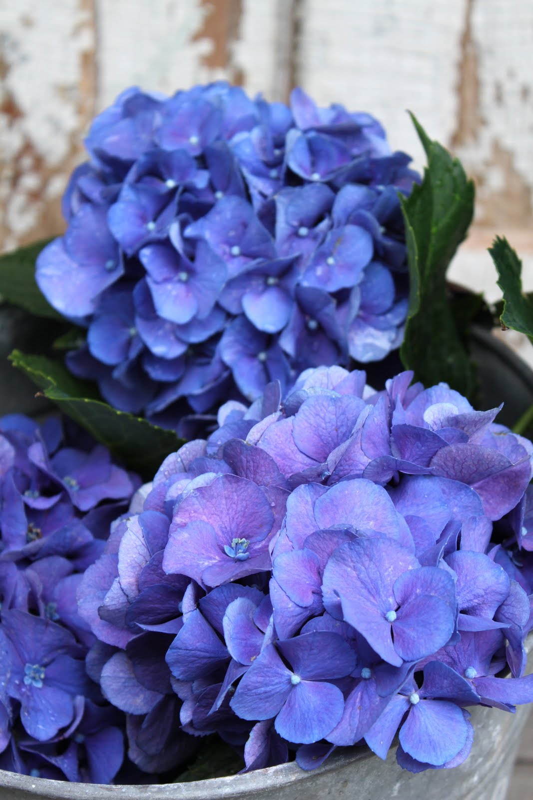 52 FLEA Blooming Blue Hydrangeas