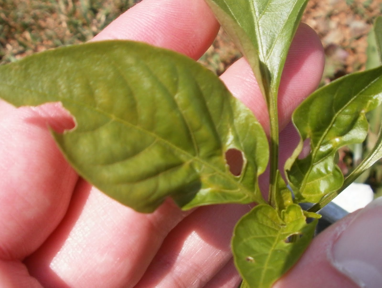 Gardening with Red Hill: June 2011