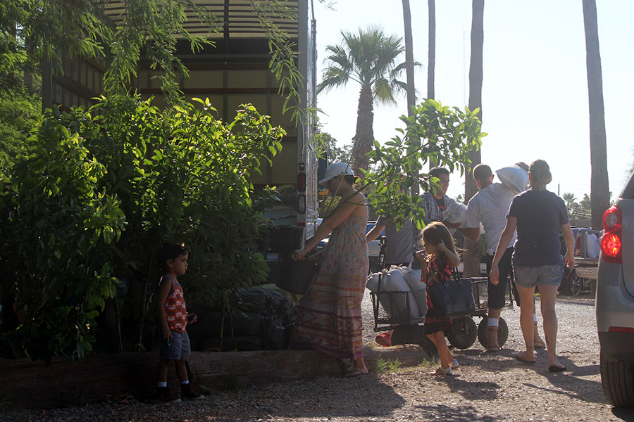 Desert Gardening Hub New ArizonaGrown Avocado Tree!