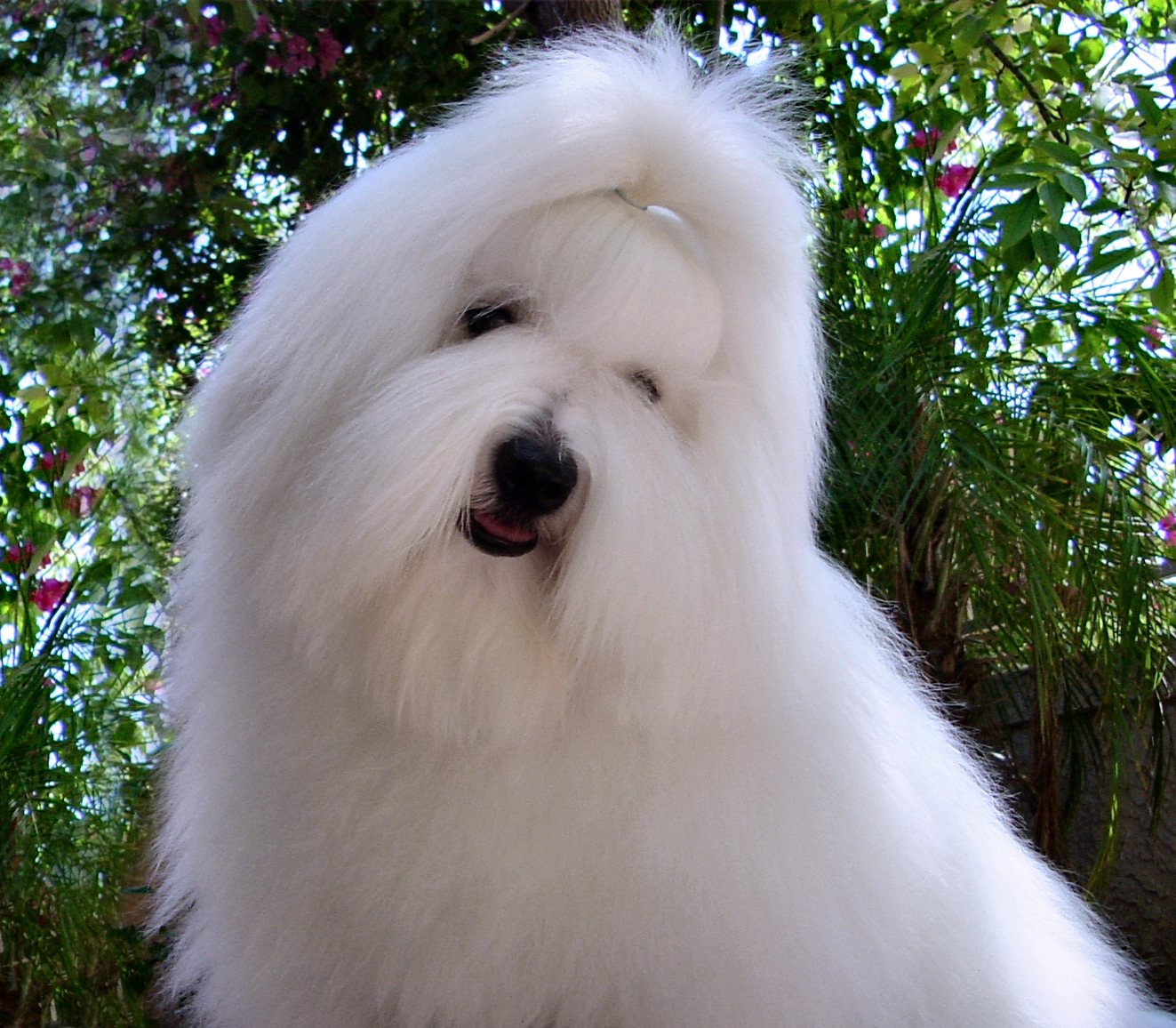 Simply Grand November 2014 Coton de Tulear puppies, Coton de Tulear