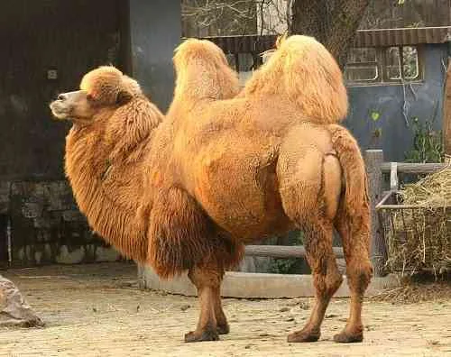 bactrian-camel-جمل-ذو-سنامين