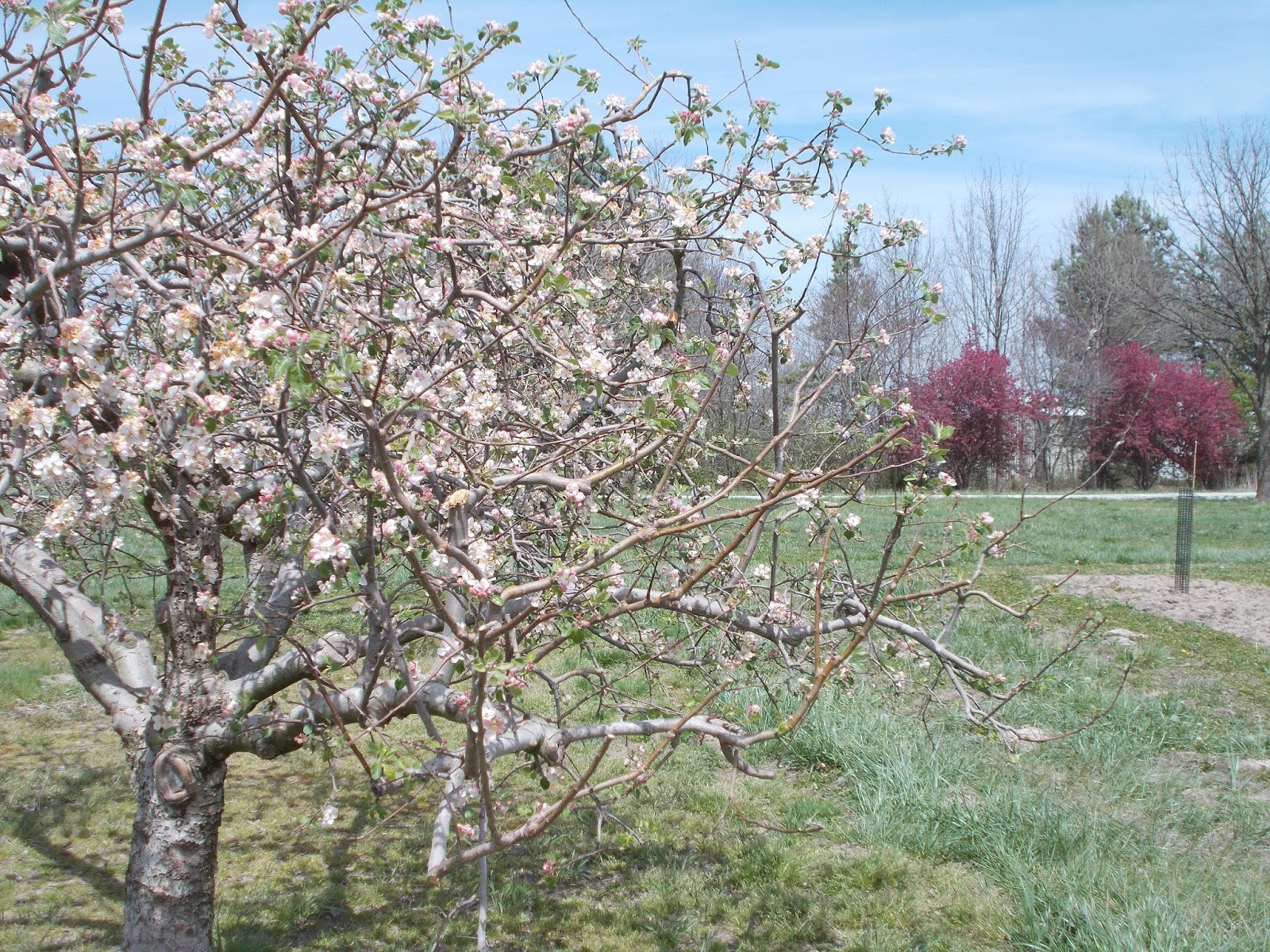 Brenda's Berries & Orchards Apple Trees Blooming