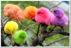 Ayam Burung Dan Kucing Warna Warni