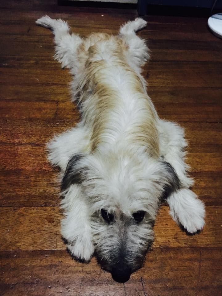 yakult for vomiting dog