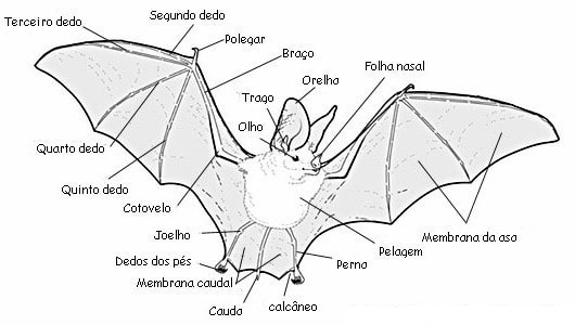 Partes do Morcego Morcego