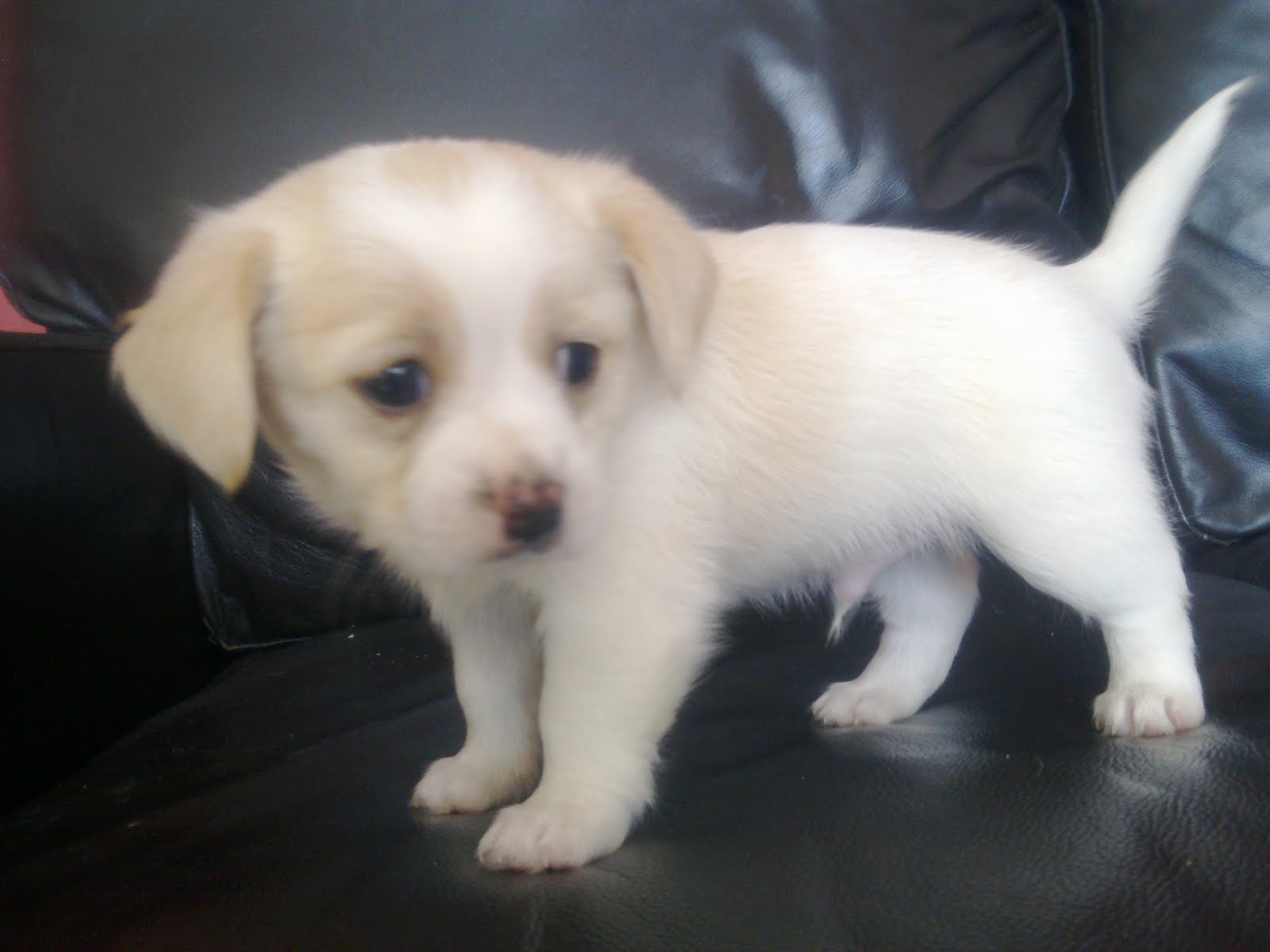 The CUTEST pups for sale