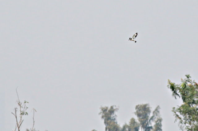 Pied Kingfisher hovering above river