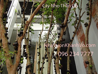 mua-ban-cay-nho-than-go-4a.jpg