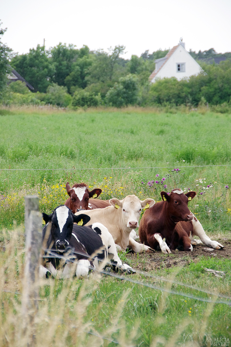 Augstens kor, Storsudret, Gotland. Foto av Alicia Sivertsson. alicia sivert alicia sivertsson aliciasivert augstens kor cow cows cattle ko kossa kossor gotland storsudret sudret referensbild referens referensfoto