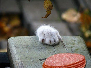 http://3.bp.blogspot.com/--nHkTaHpgTE/UBa9ZLWlv1I/AAAAAAAAC2E/58Gv2BemTGA/s320/JR8X4xK0SIg.jpg