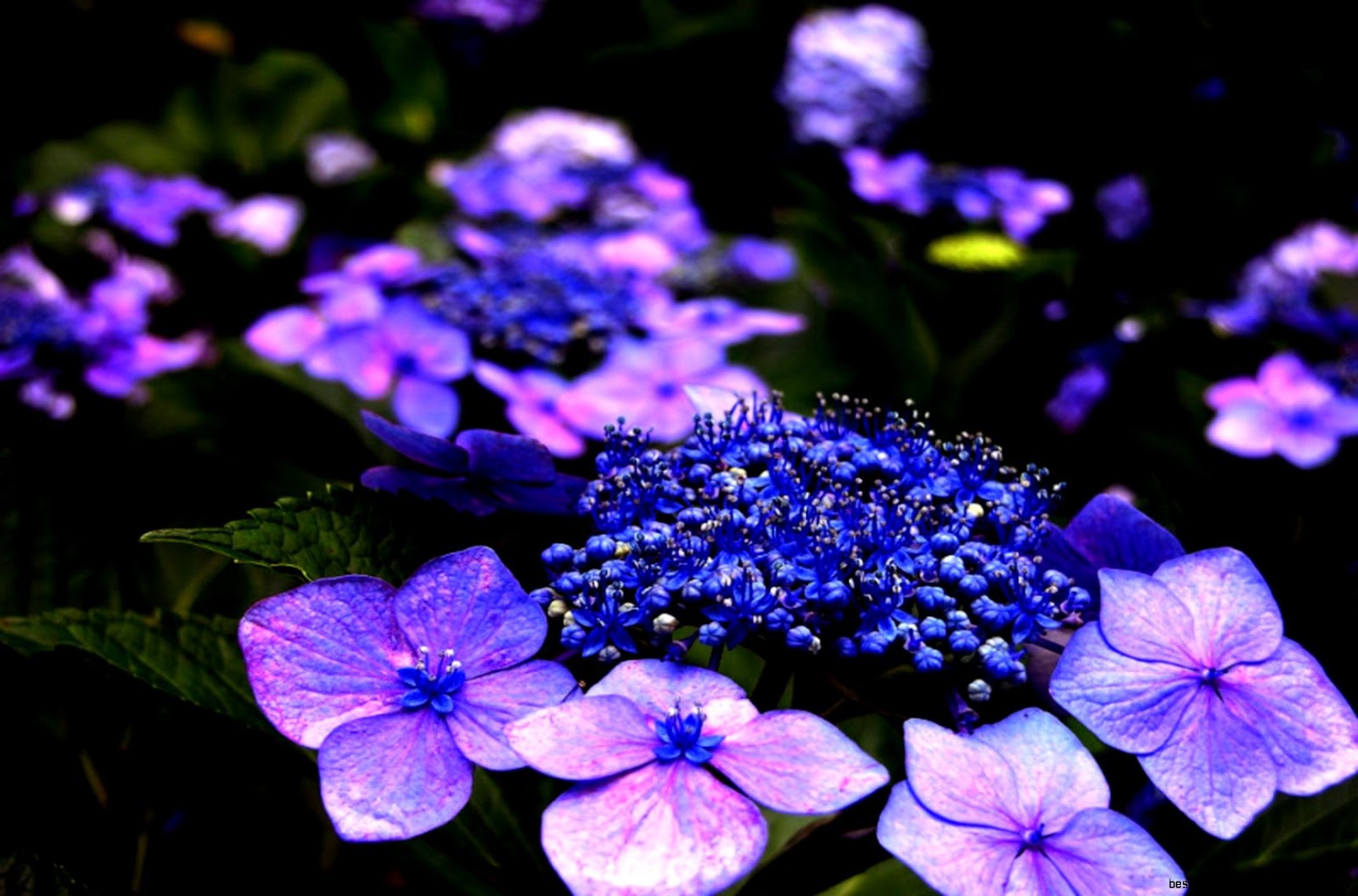 Beautiful Purple Flowers