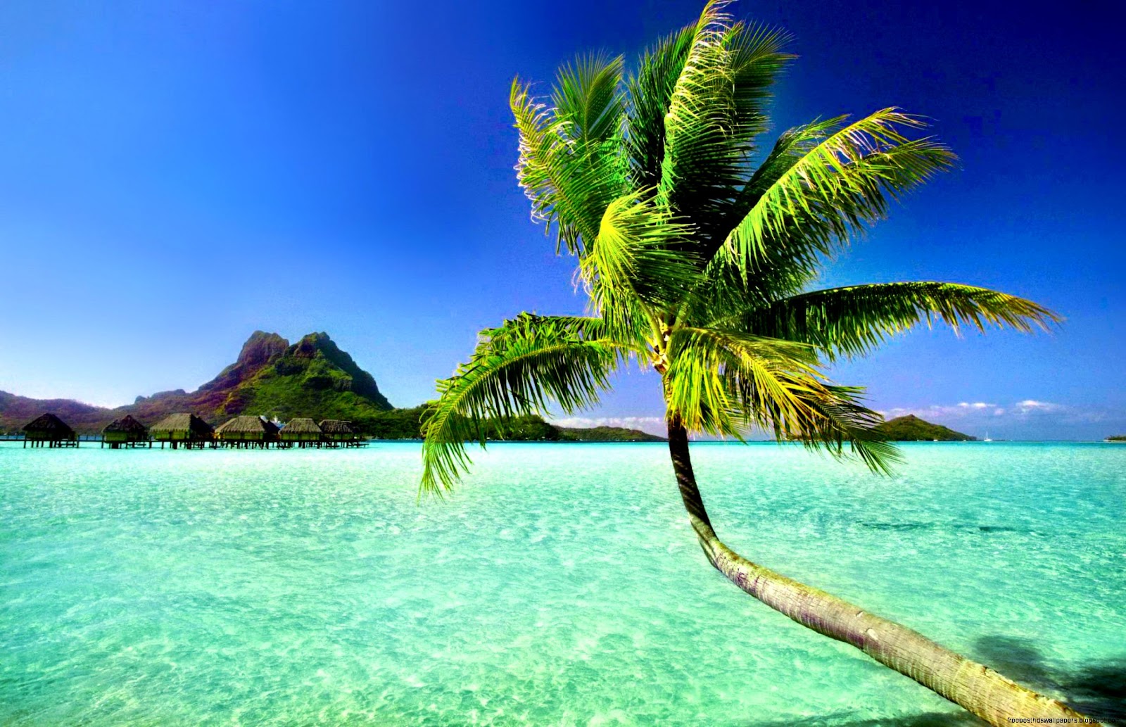 Beaches and Palm Trees