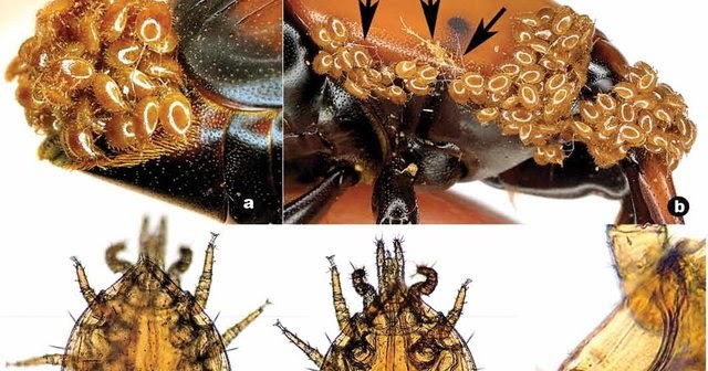 Variety of Life Uroobovella