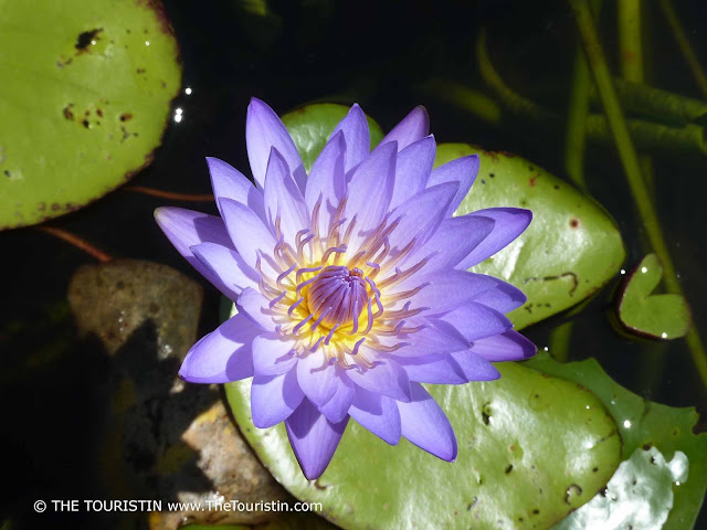 A large light purple water lilly sitting on a green leaf in a lake.