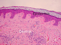 Structure of dermis layer