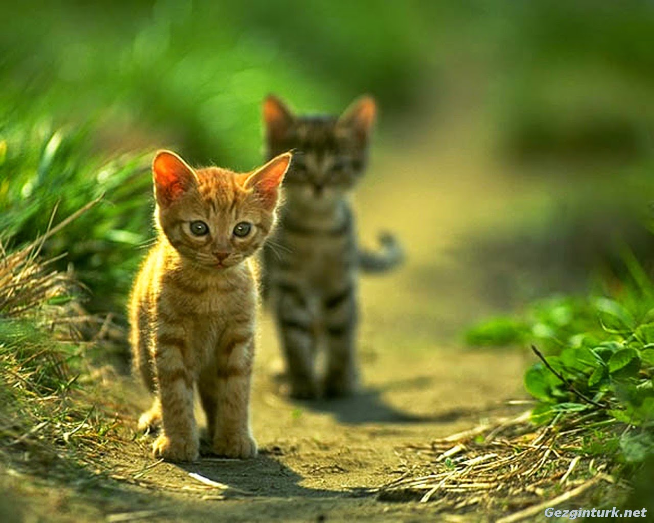 GUZEL PAYLASIMLAR Peygamber Efendimiz�in hayvan sevgisi