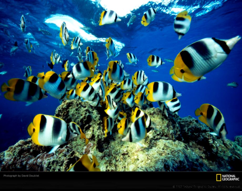 Fish Desktop Wallpapers  Top Collections of Pictures Images