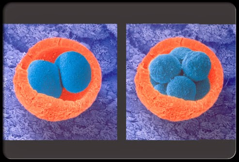 Родила царица в ночь...