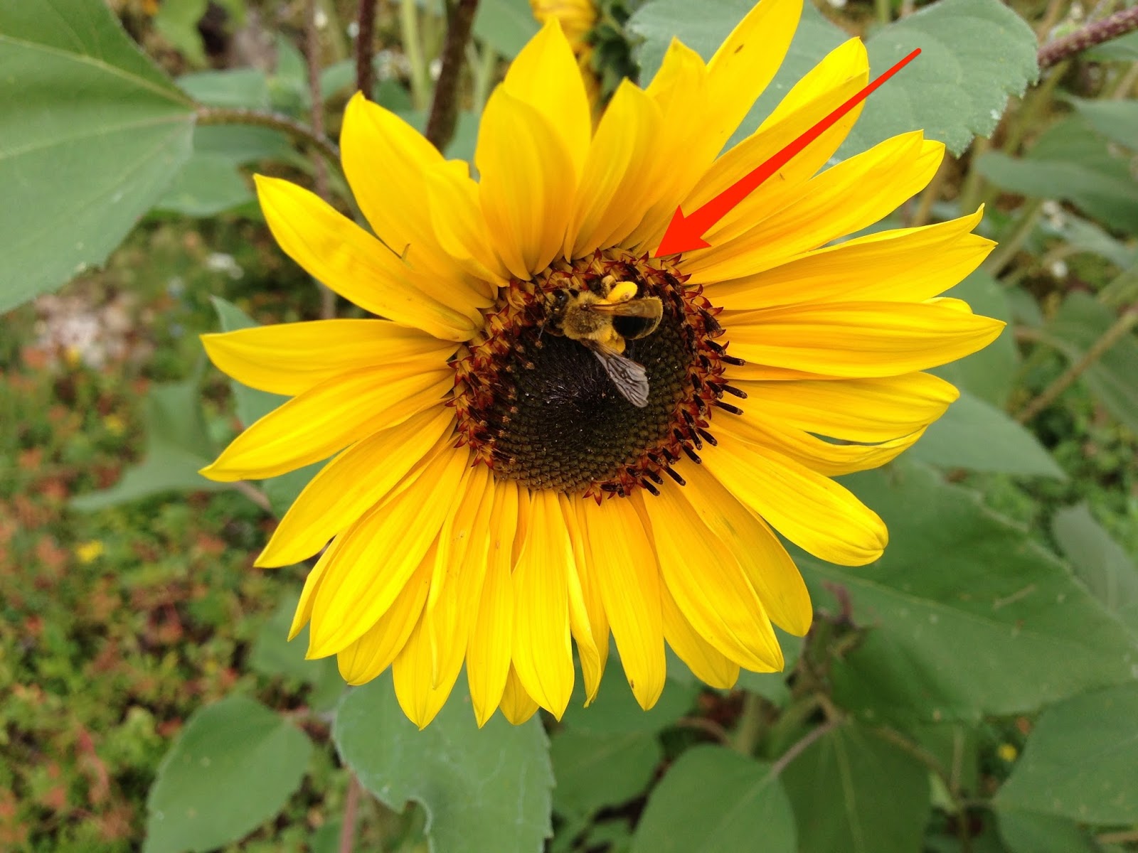 GENEralities Bee Pollen Basket in the Garden