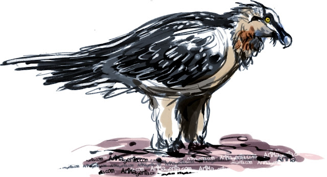 Bearded Vulture sketch painting. Bird art drawing by illustrator Artmagenta