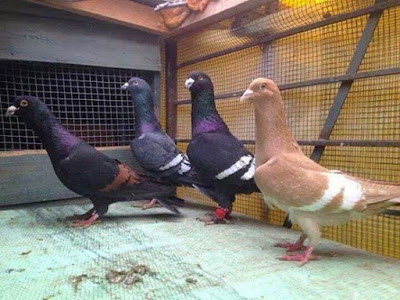 pigeon Libanais