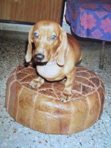 Standard Smooth dacshund "LUCKY", the prizewinning pet i owned.