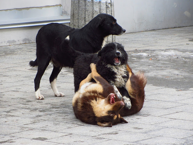 Бездомные собаки в Житомире.