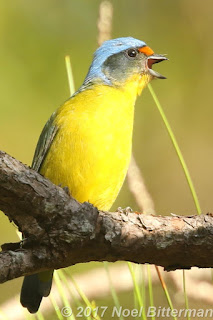 Antillean Euphonia (Female)