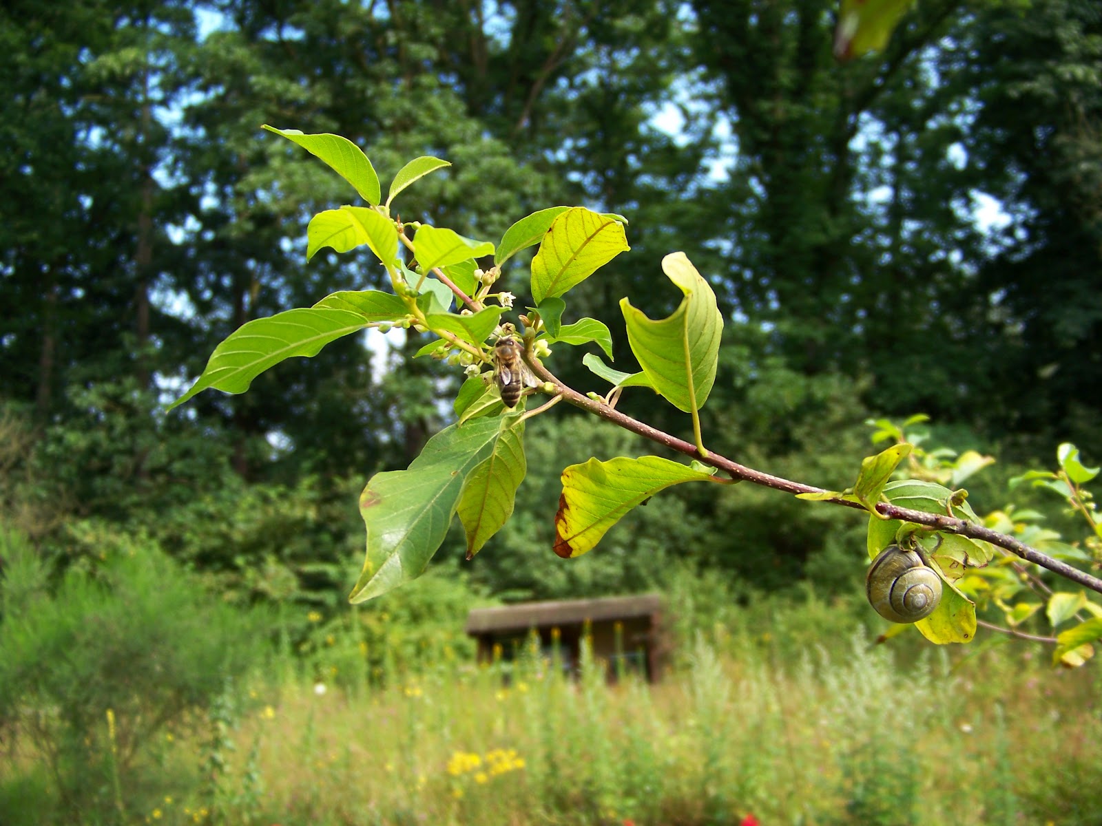 IVNBijentuin Vuilboom of Spork (Rhamnus frangula)