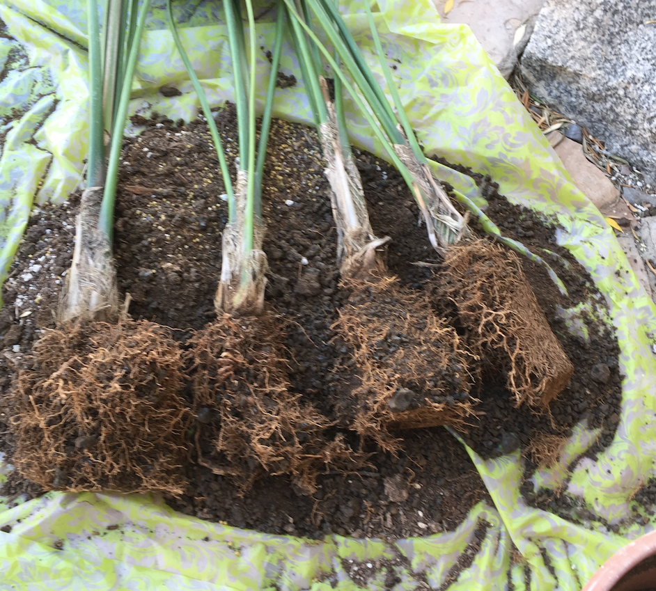 Brad's Tropical Paradise How to divide and repot Kentia palms