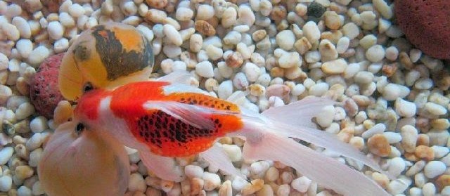 Mengenal Ikan Mas Koki Bubble Eye (Mata Balon)