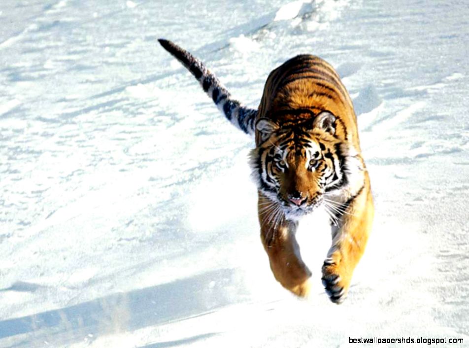 Free Tiger Wallpaper download   Animals Town