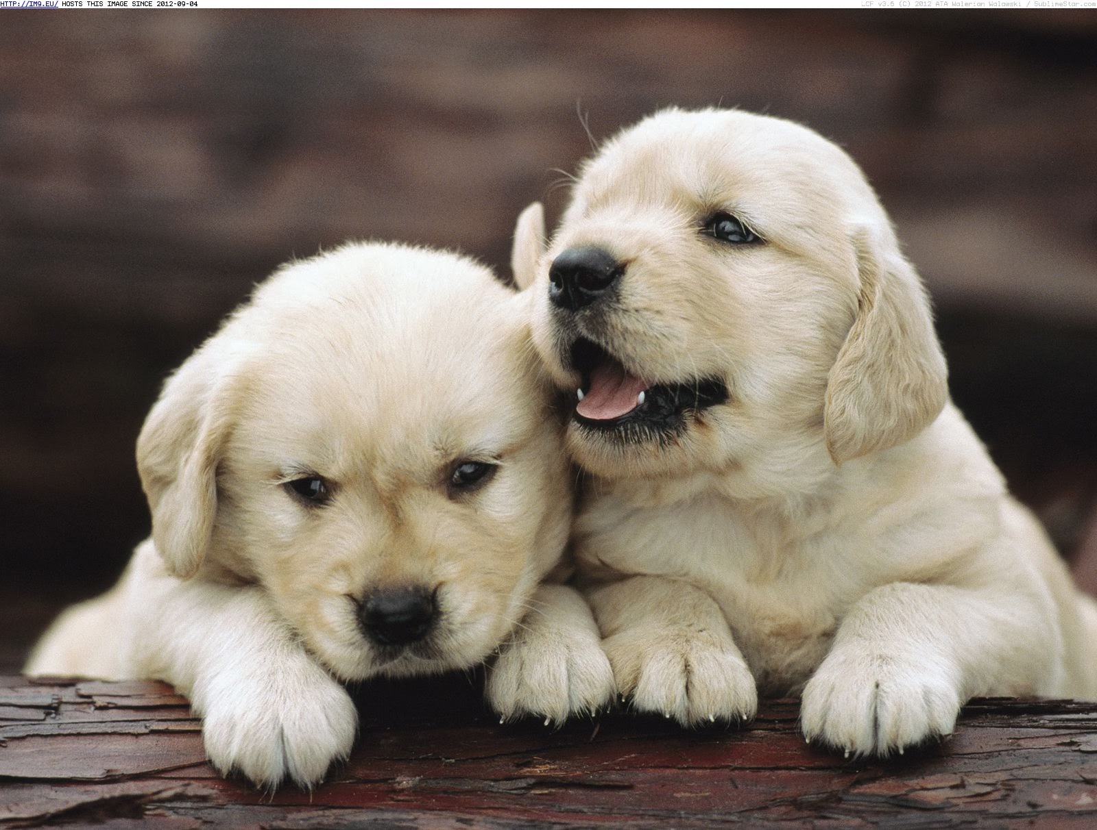 Golden Retriever Puppies Wallpapers - keywords HERE