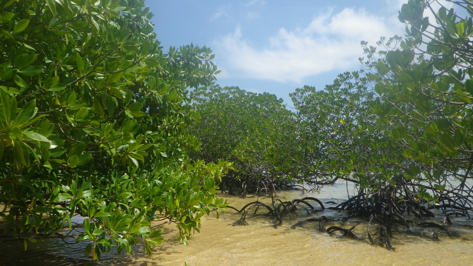 Bali Nature &Experience Tours Mangroves tree at Nusa Lembongan Island