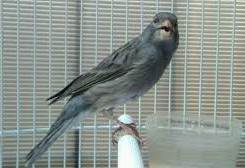Mengenal Ciri Burung Kenari Starblue Beserta Harga Dan