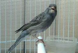 Mengenal Ciri Burung Kenari Af Lengkap Dengan Gambarnya Burung Babe