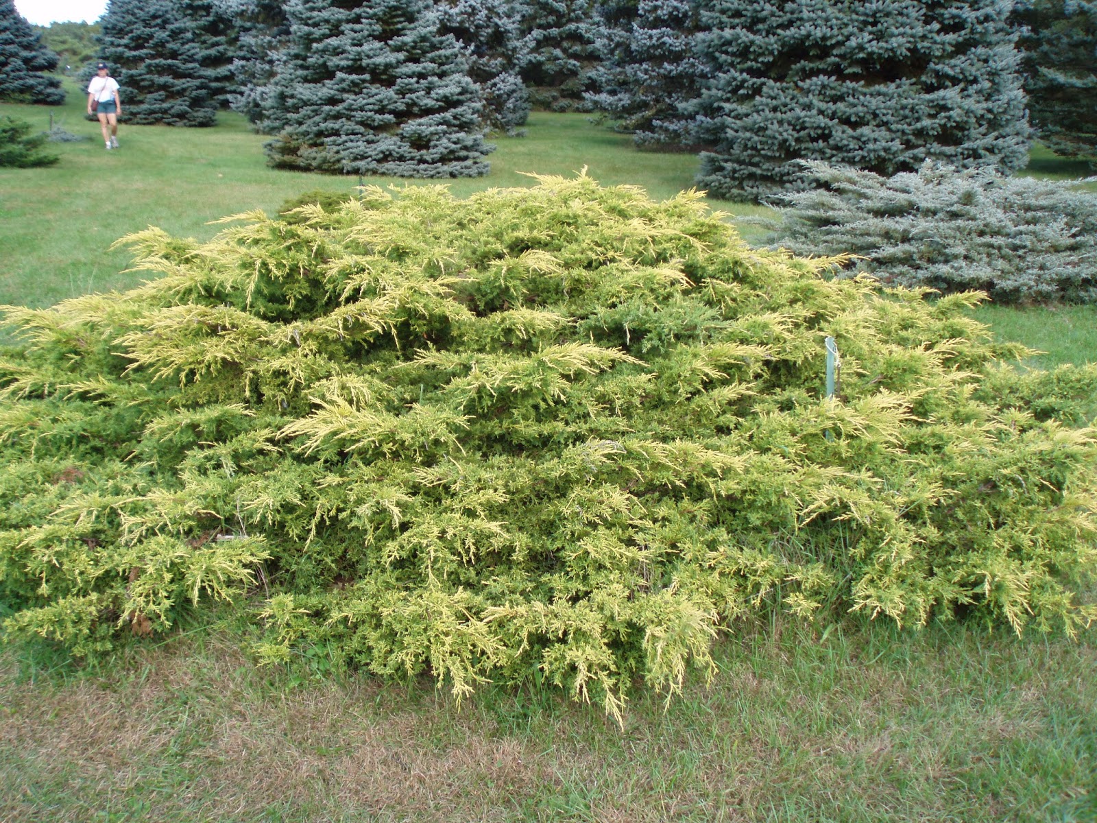 Rotary Botanical Gardens Hort Blog Golden Conifers For A Winter Glow