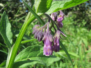 Healthy Herbal Skin Teas and Oils