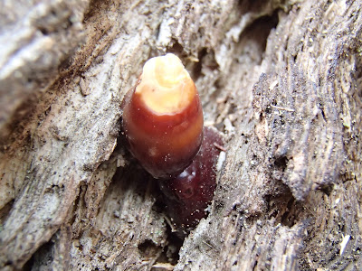 lakownica brązowoczarna (lakownica czarnobrązowa, lakownica jodłowa) Ganoderma carnosum 
