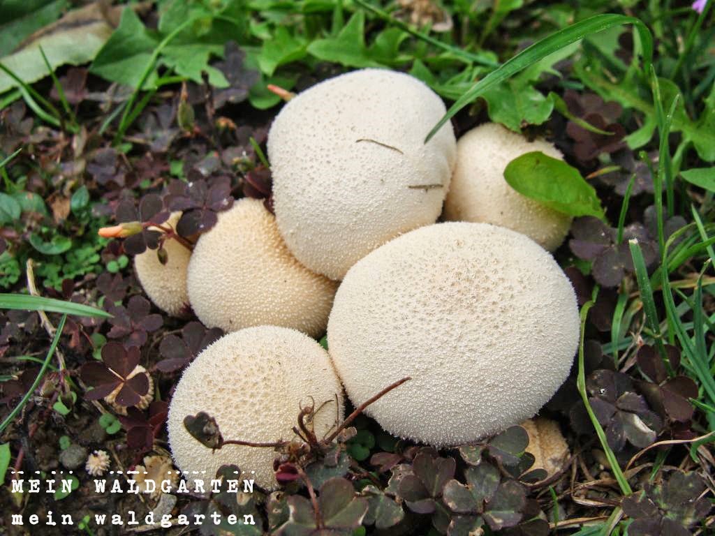 © Mein Waldgarten Pilze im Garten