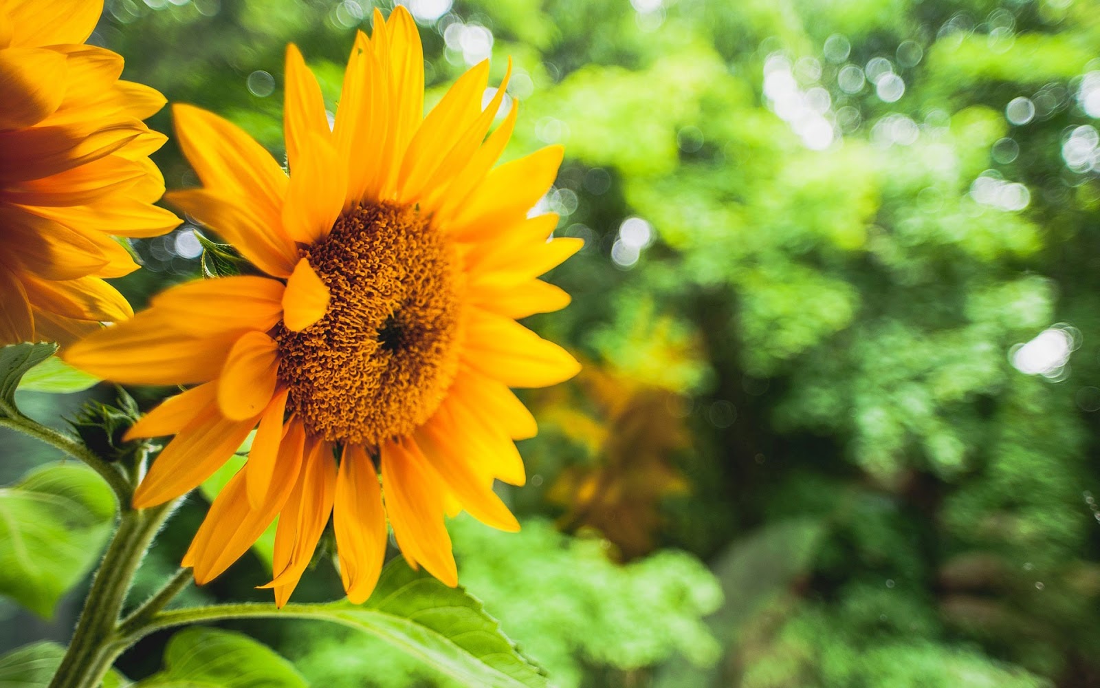 Papel De Parede Flor Girassol Hd