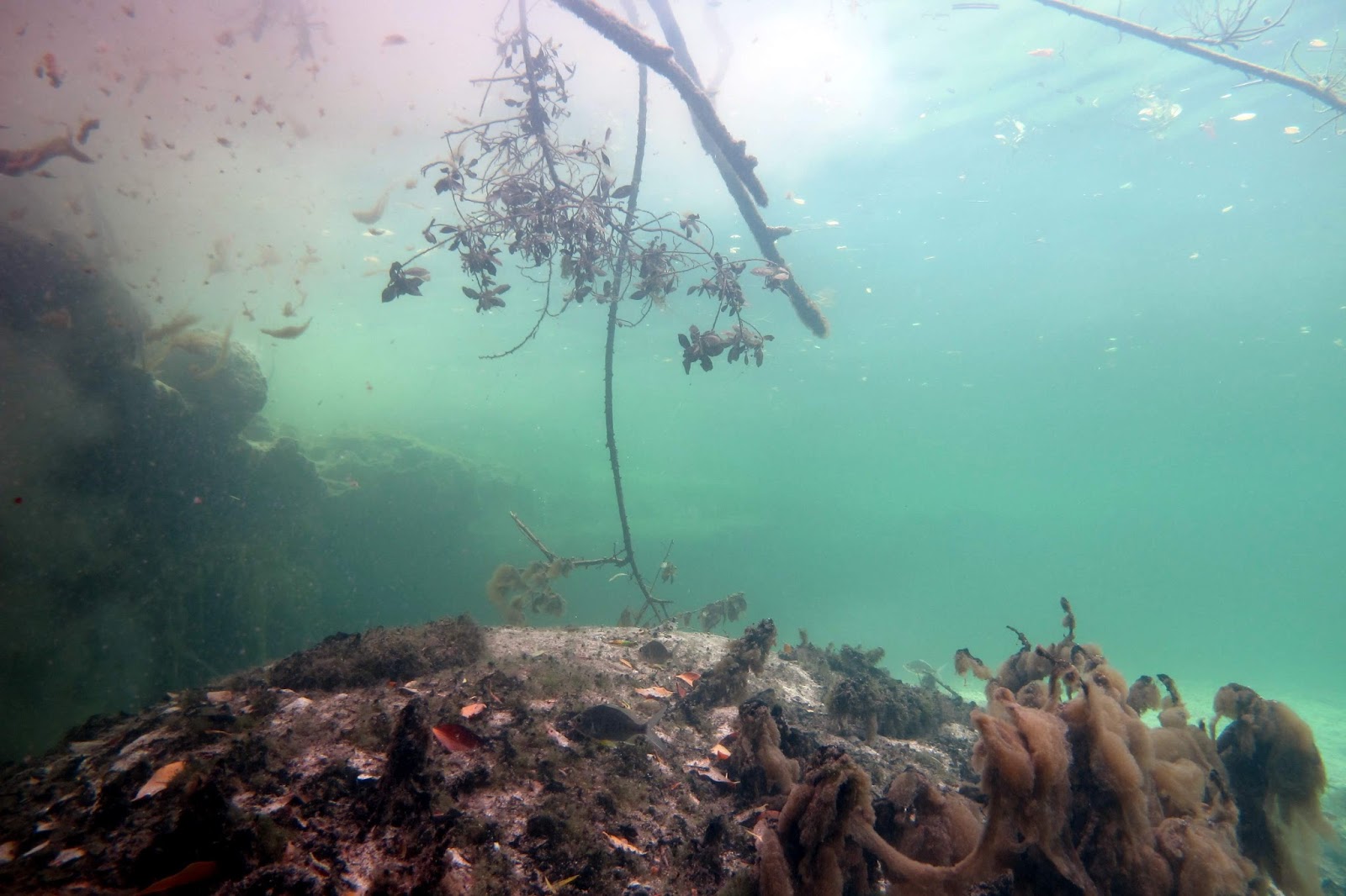 Petites images et pensées du Mexique...: Casa cenote: ambiance film d