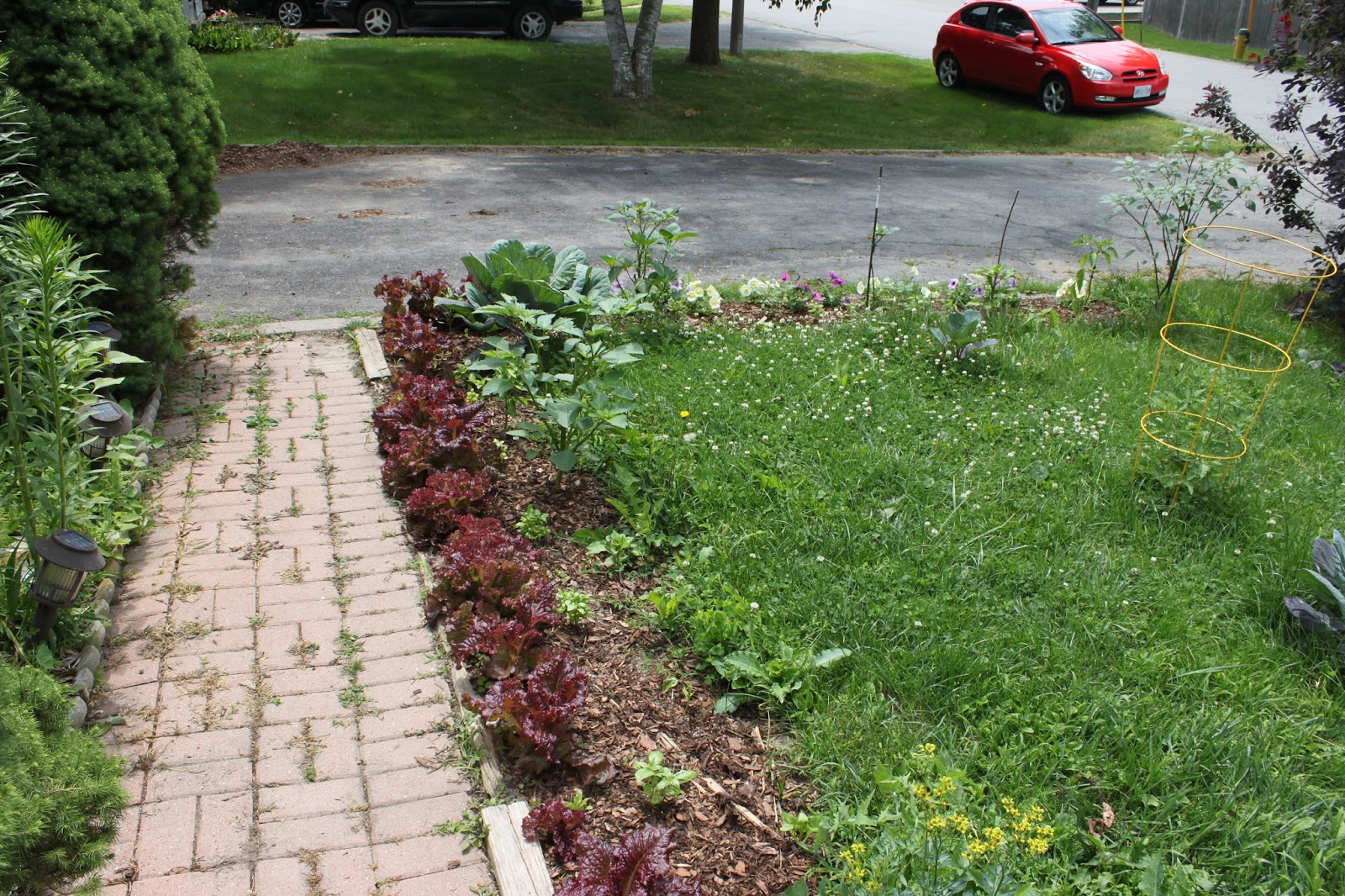 Simpson Eco Farms: Front yard garden !! ♻ Garden ♻ at ♻ the ♻ front