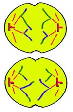 SCC11 - कोशिका विभाजन: असूत्री, समसूत्री व अर्द्धसूत्री विभाजन