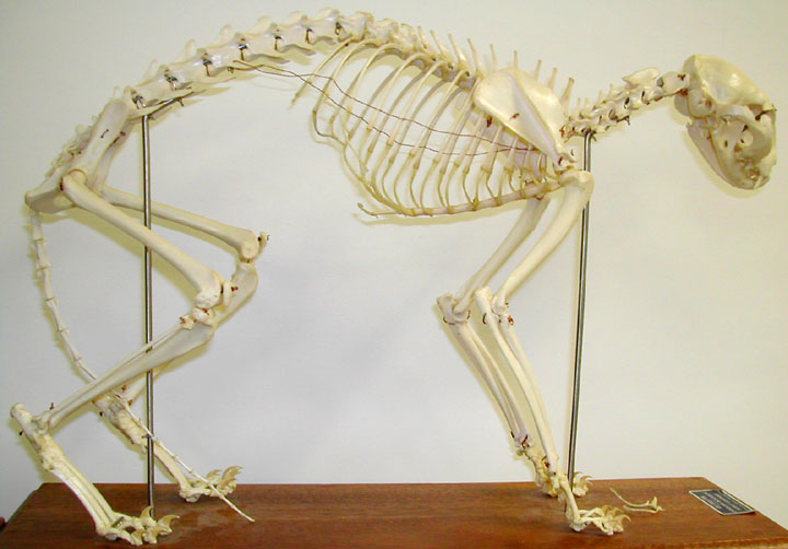 LiW6 Advanced Skills More Anatomy of Cats