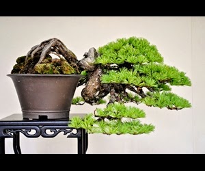 <img src="bonsai5.jpg" alt="foto bonsai">