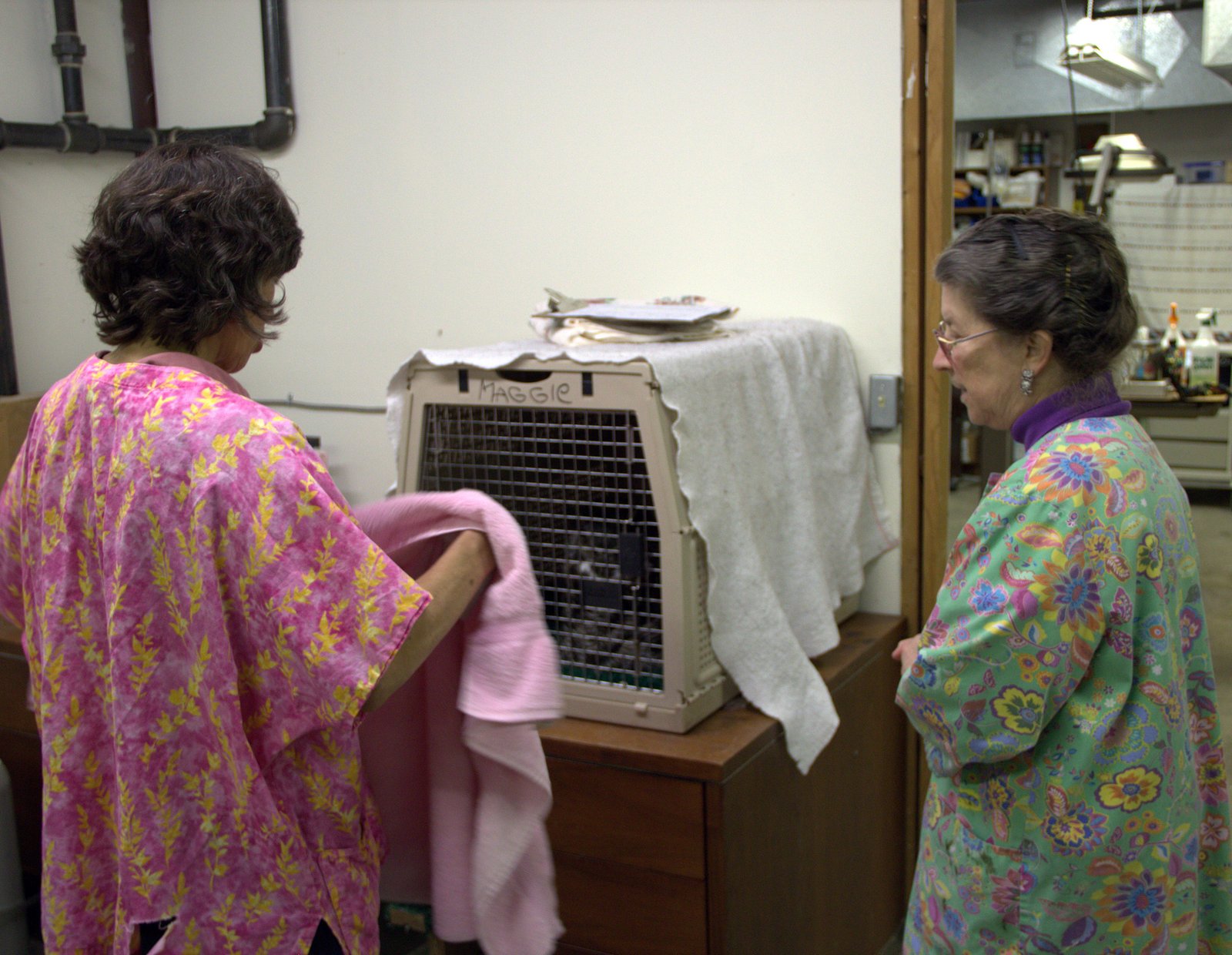 Bird Treatment and Learning Center Great Horned Owl getting some TLC