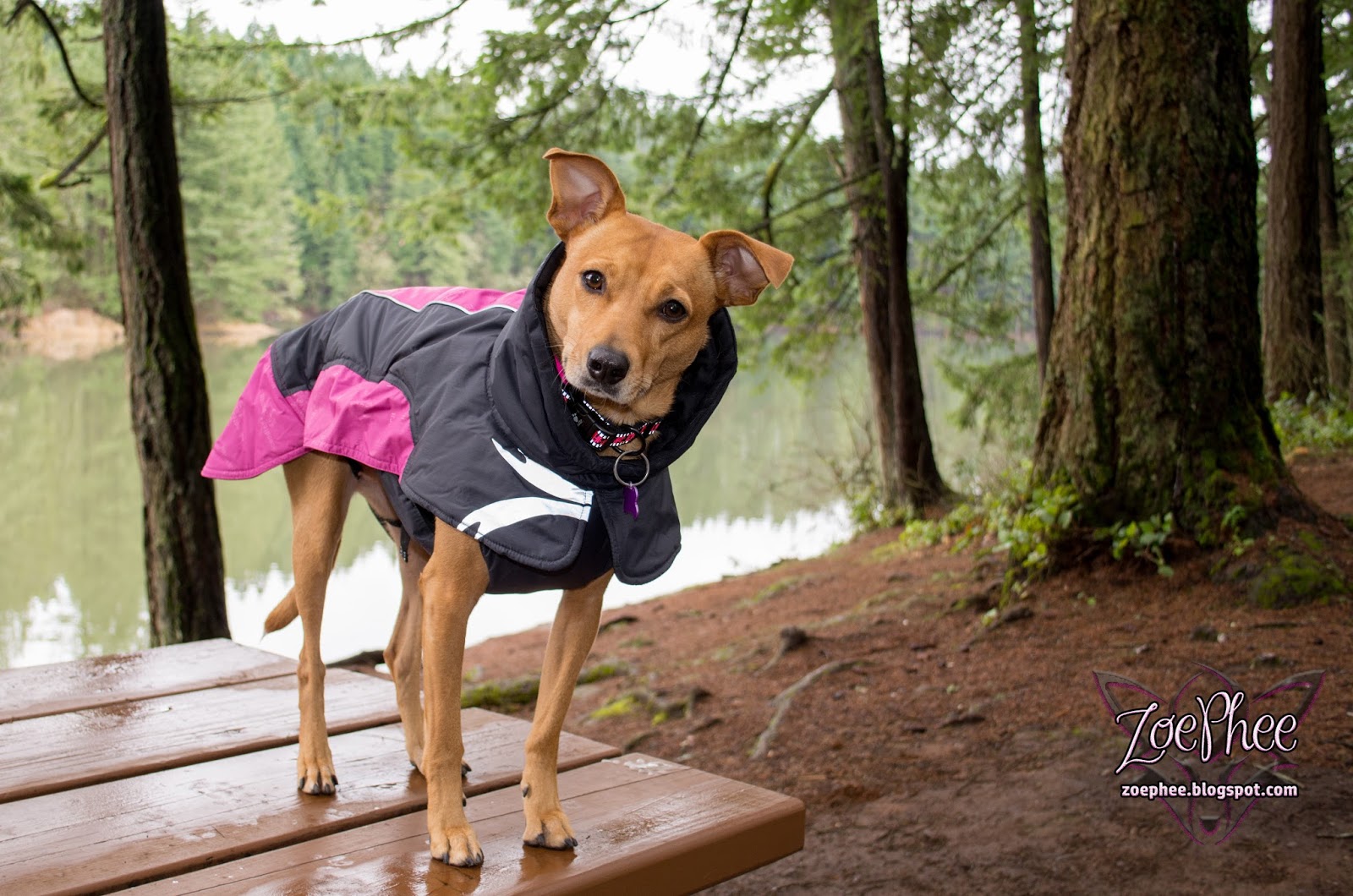 sagde Styre Ampere ZoePhee: Ultimate Warmer Dog Coat by Hurtta Review!